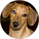 sandy jollivet profile picture