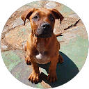 Charl Esterhuizen profile picture